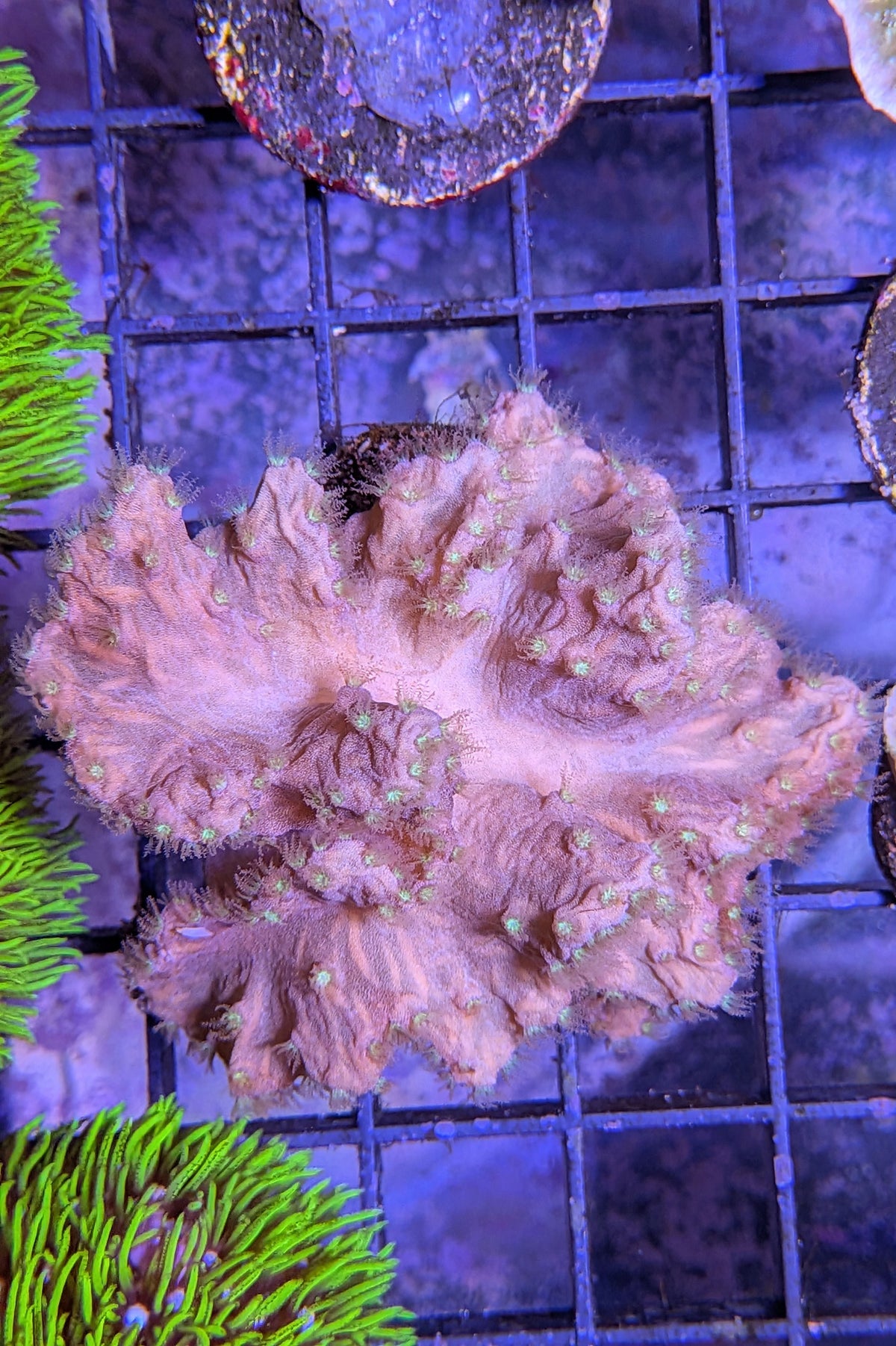 Cabbage Coral