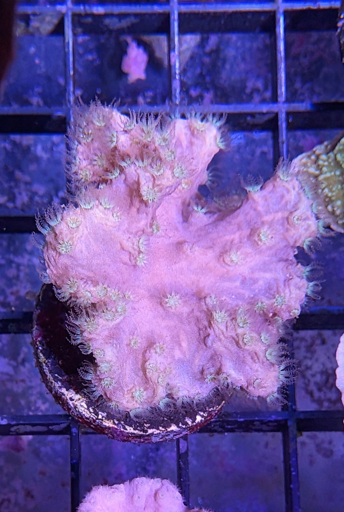 Cabbage Coral