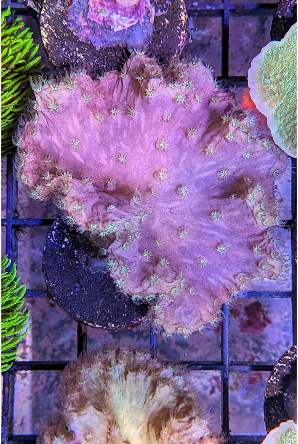 Cabbage Coral