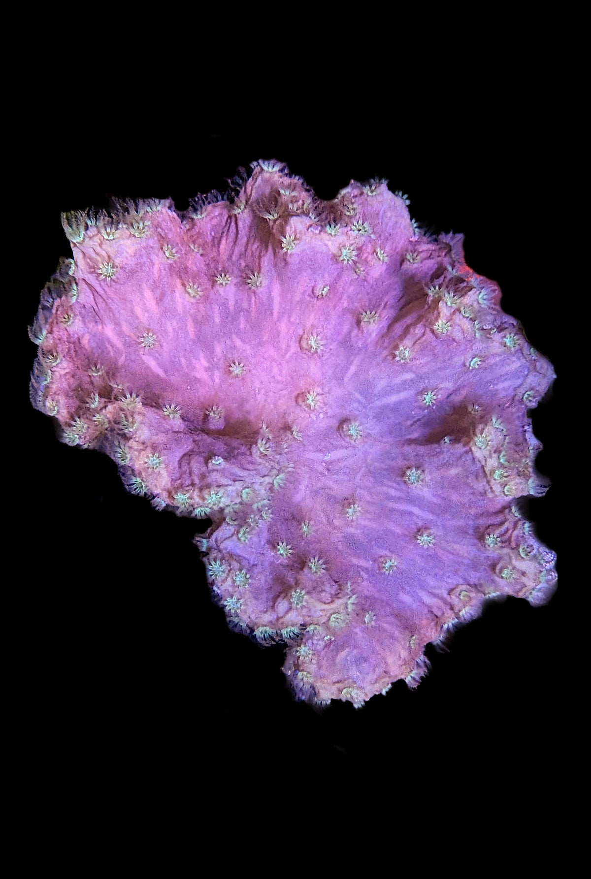Cabbage Coral