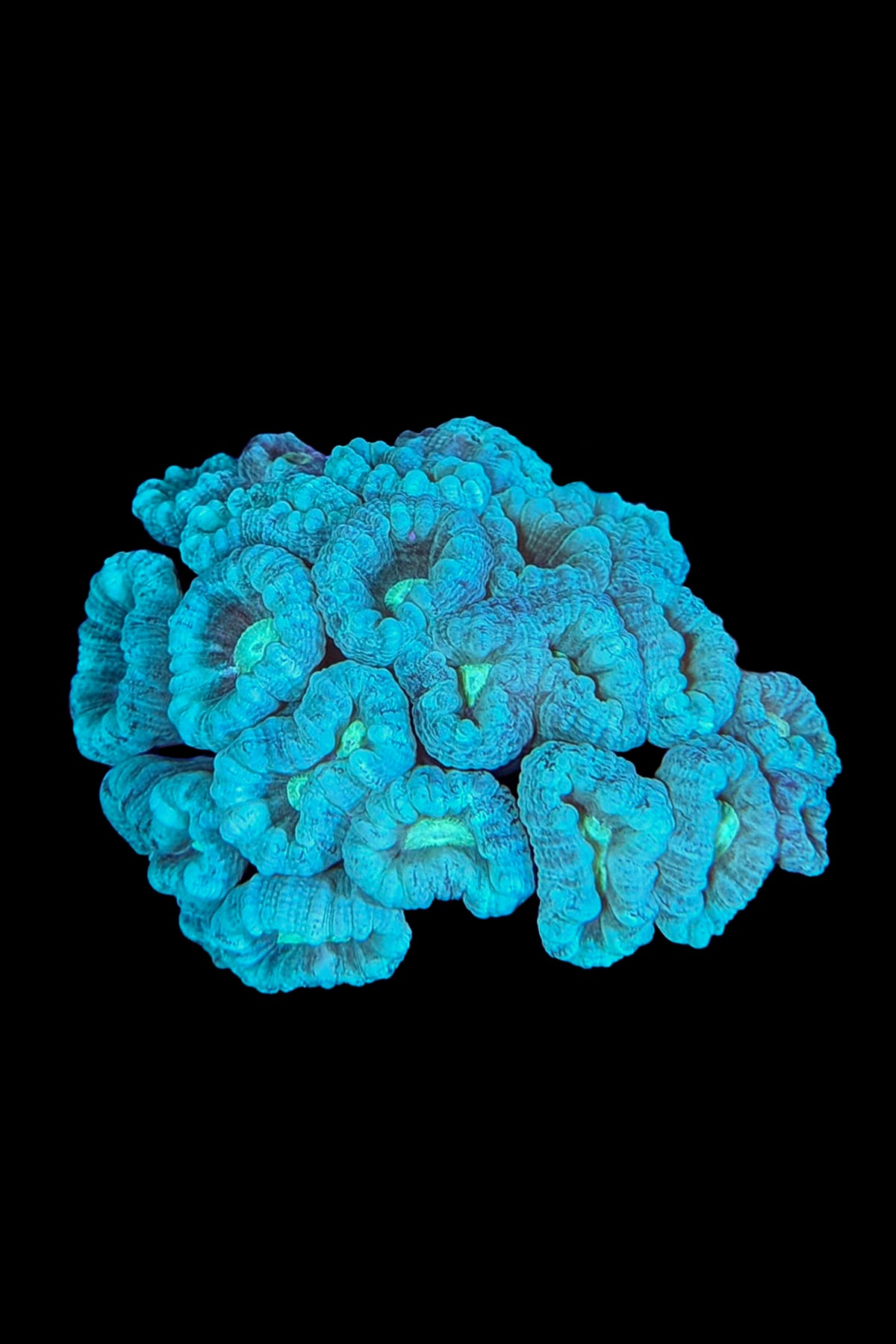Neon Blue /Green Center Candy Cane Coral