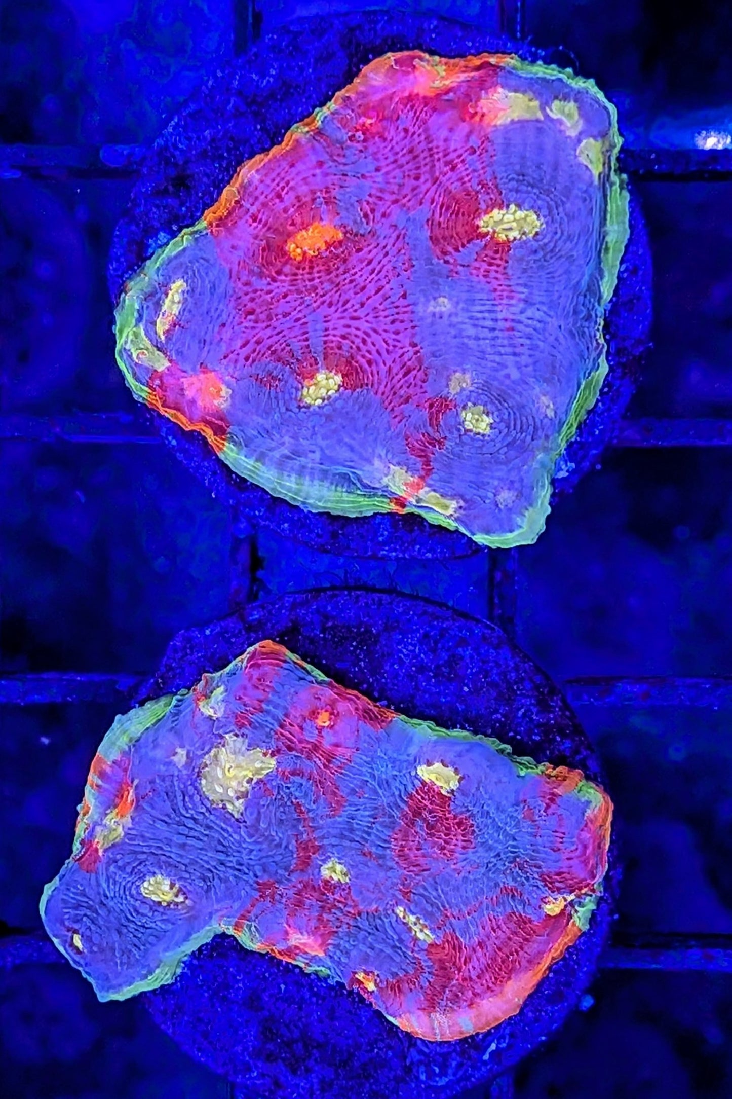 Flaming Bugatti Chalice Coral