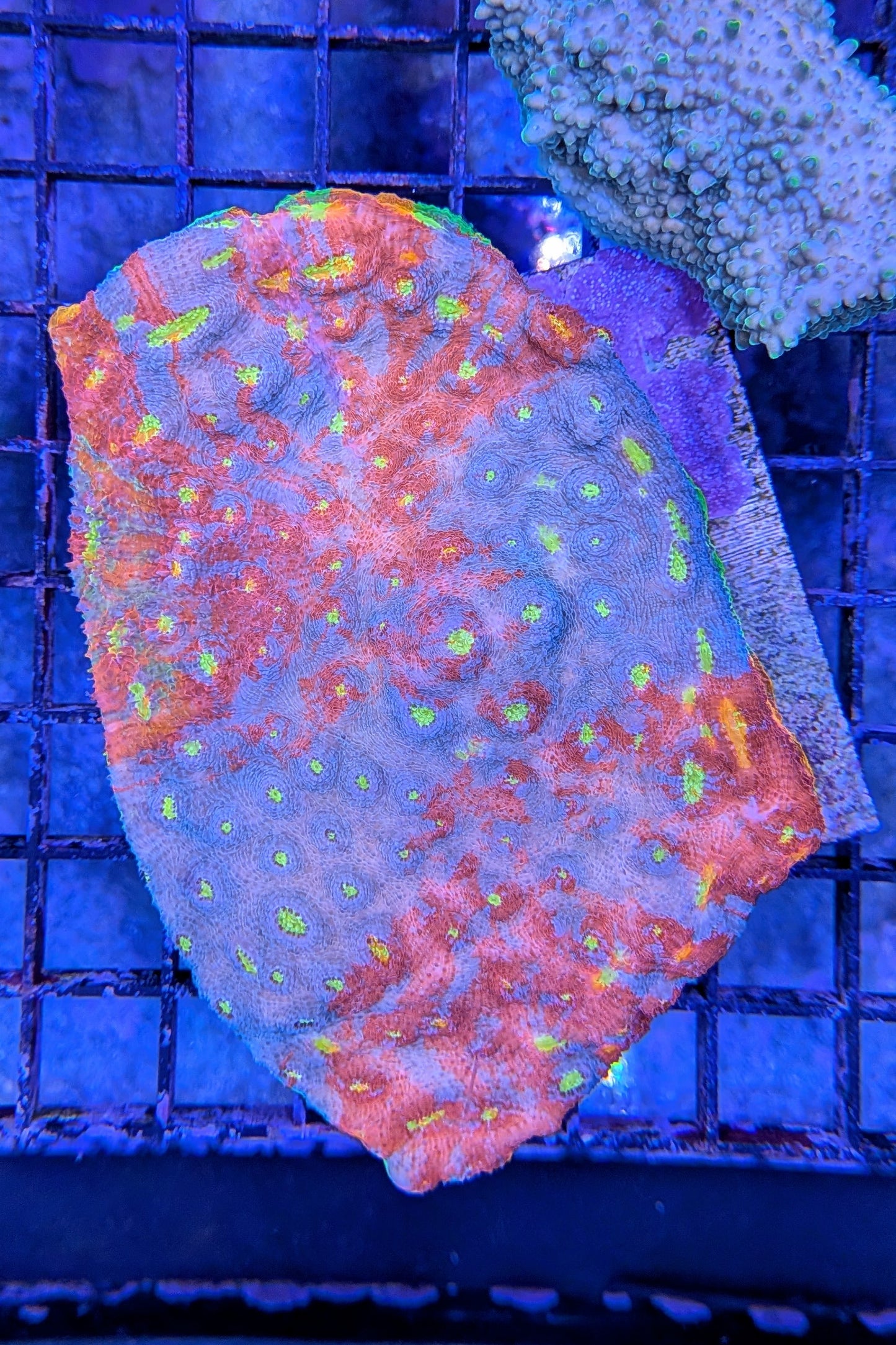 Flaming Bugatti Chalice Coral