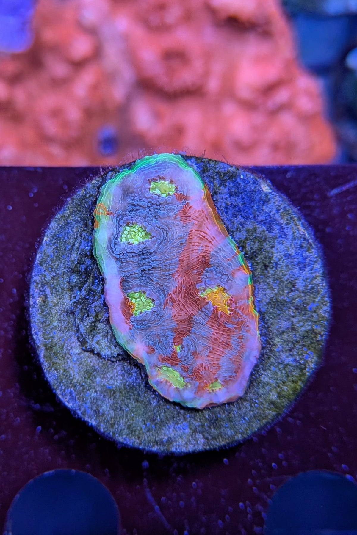 Flaming Bugatti Chalice Coral