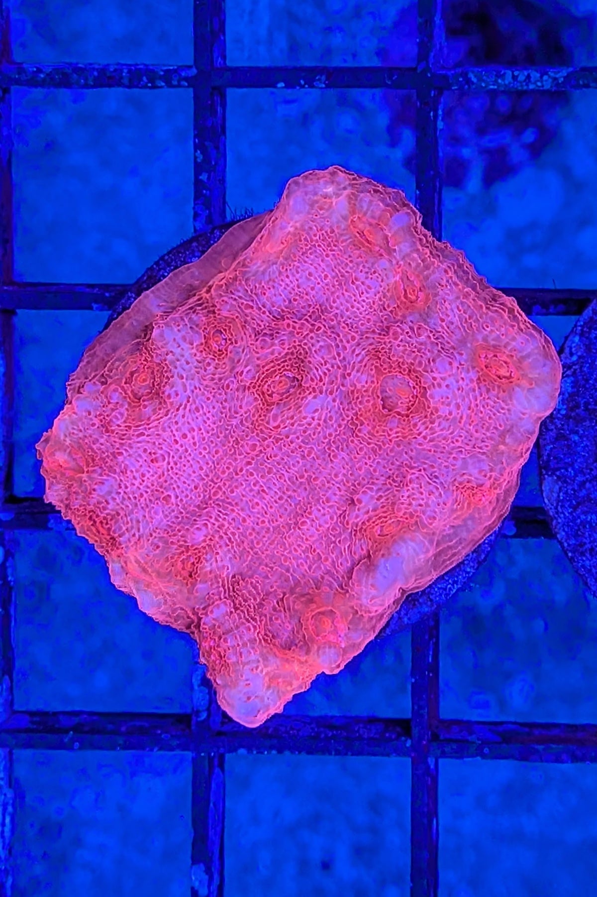 Blood Red Chalice Coral