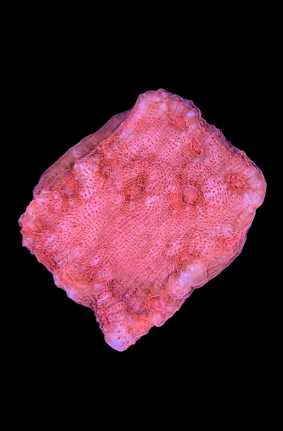Blood Red Chalice Coral