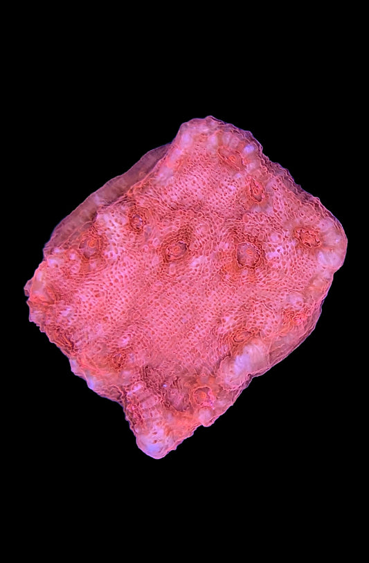 Blood Red Chalice Coral