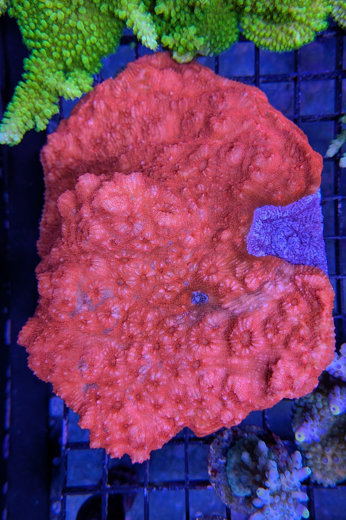 Blood Red Chalice Coral