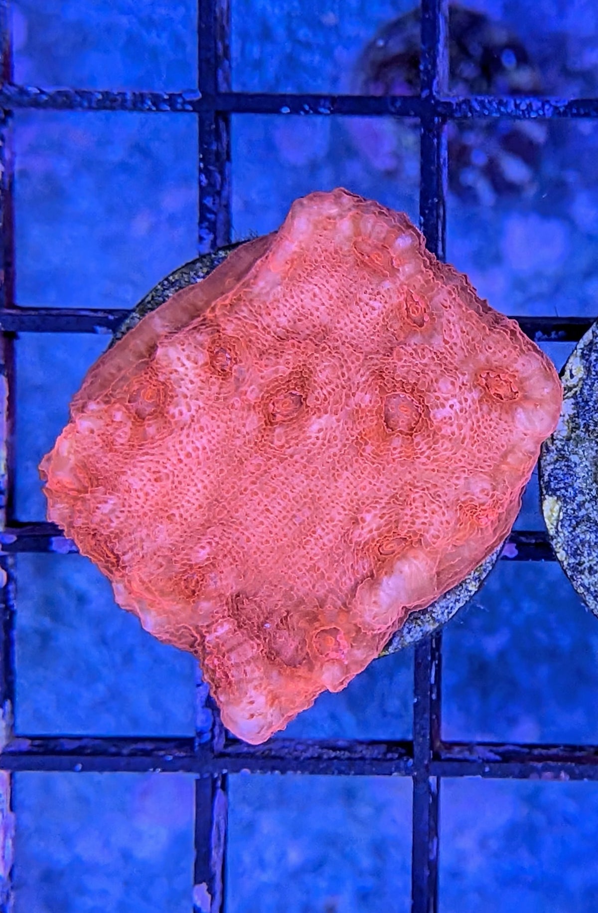 Blood Red Chalice Coral