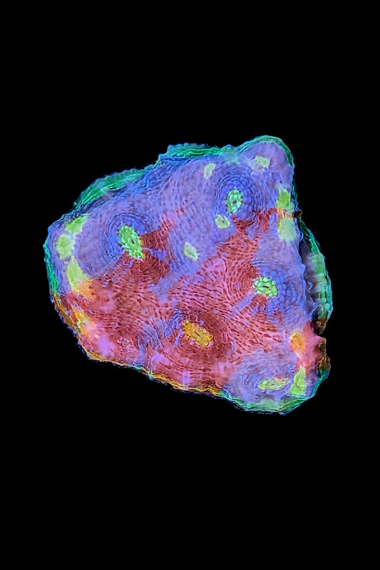 Flaming Bugatti Chalice Coral