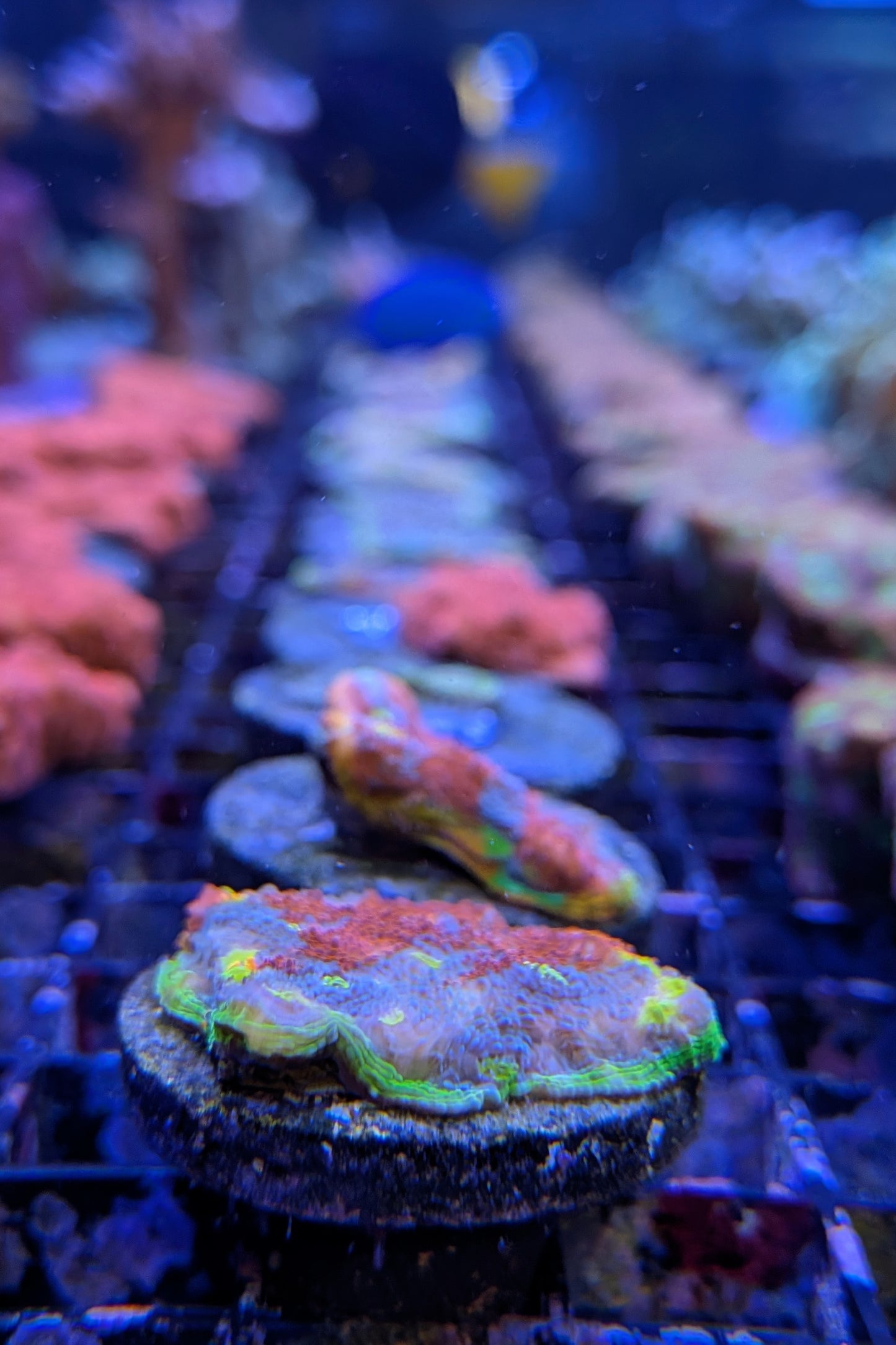 Flaming Bugatti Chalice Coral