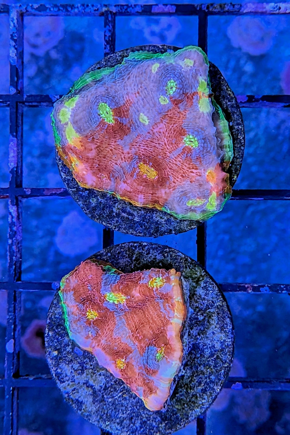 Flaming Bugatti Chalice Coral