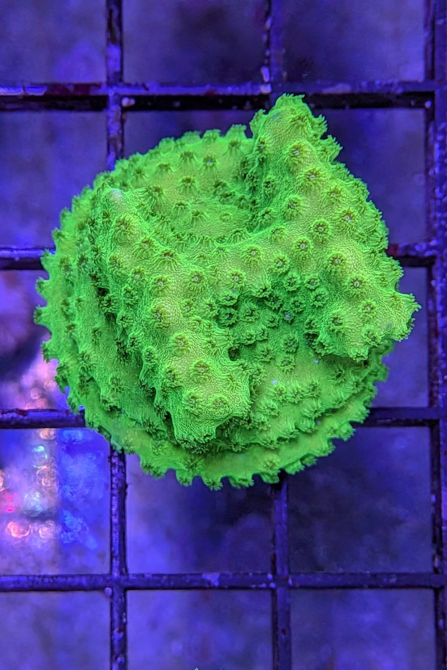 Neon Green Cyphastrea Coral