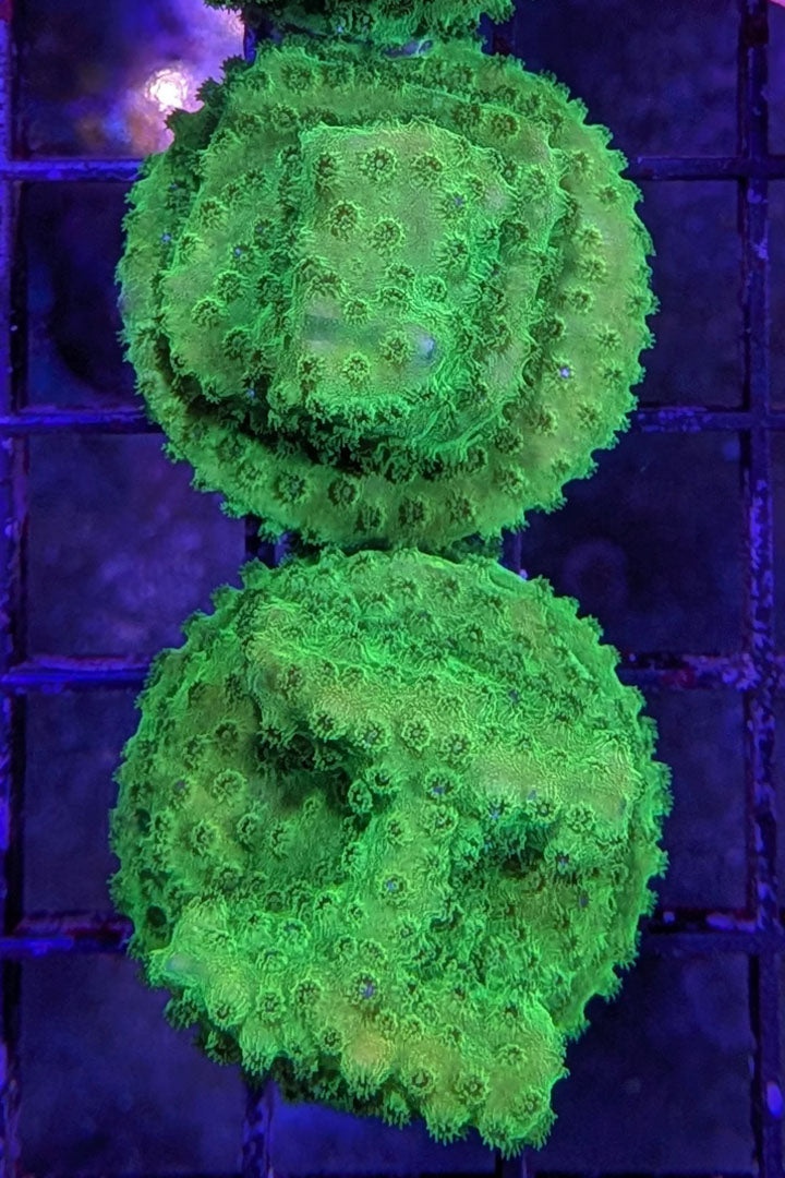 Neon Green Cyphastrea Coral