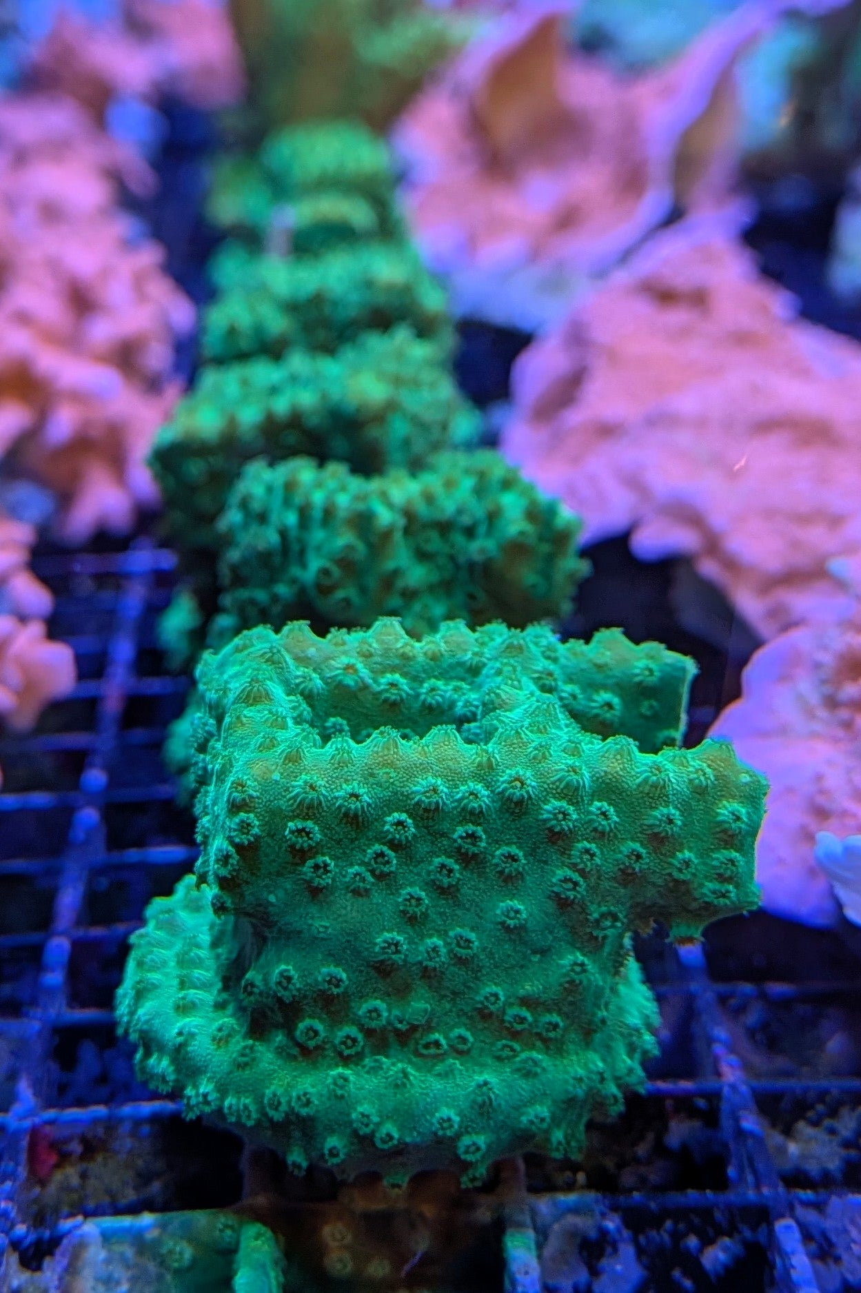 Neon Green Cyphastrea Coral