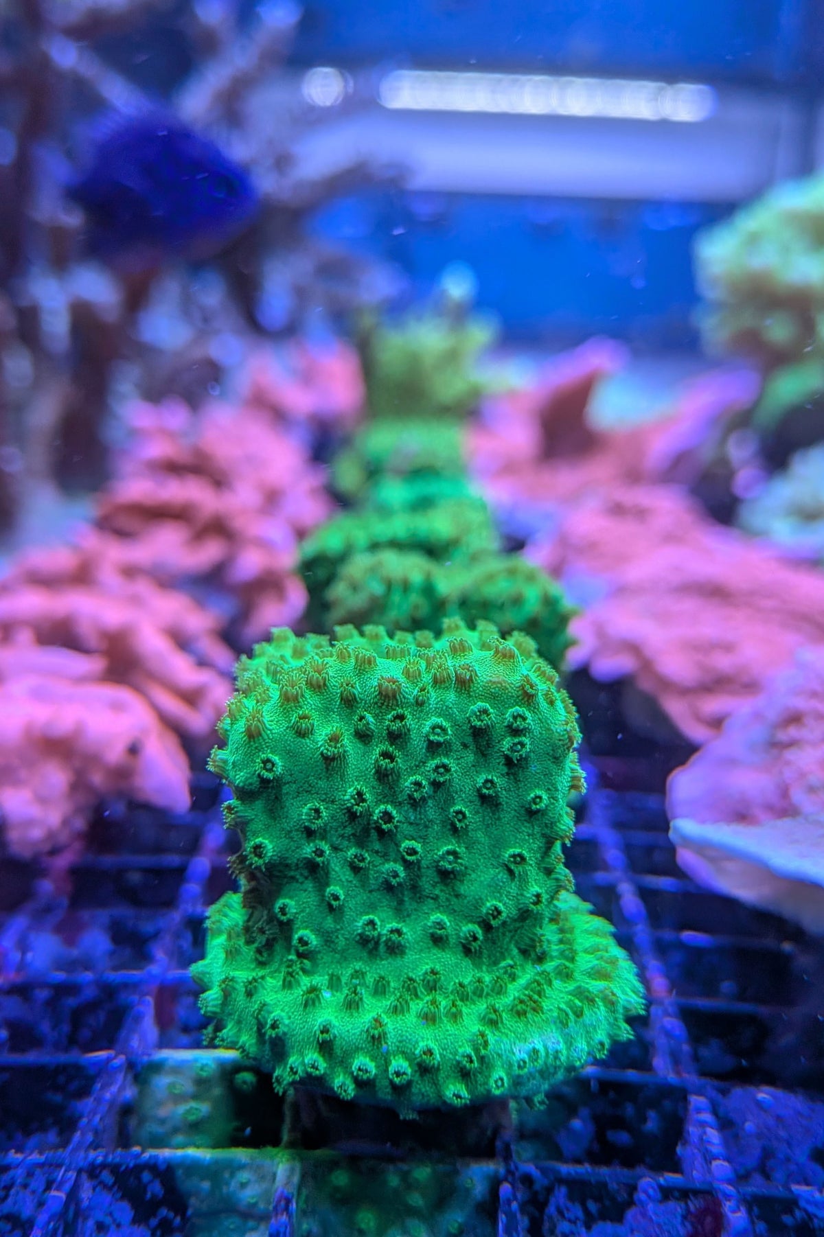 Neon Green Cyphastrea Coral
