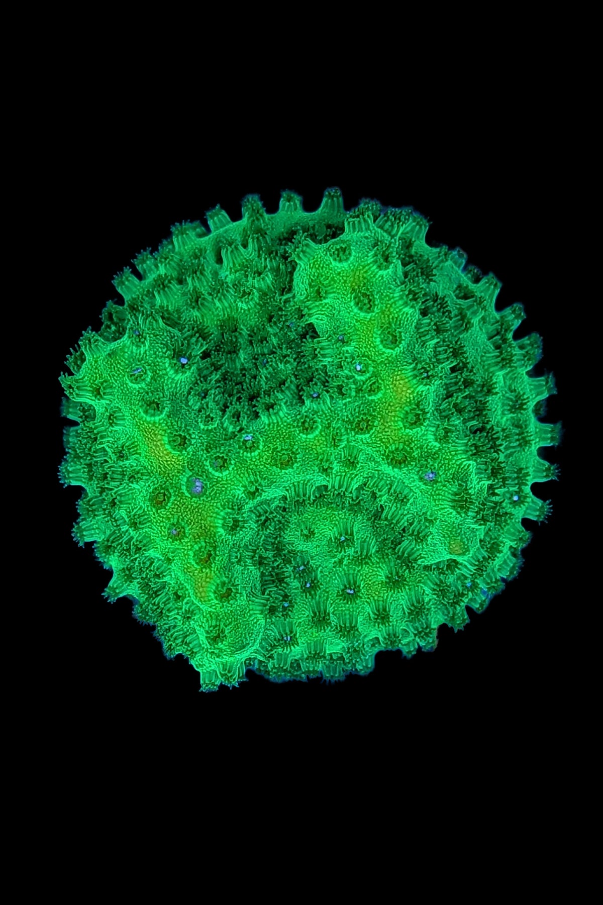 Neon Green Cyphastrea Coral