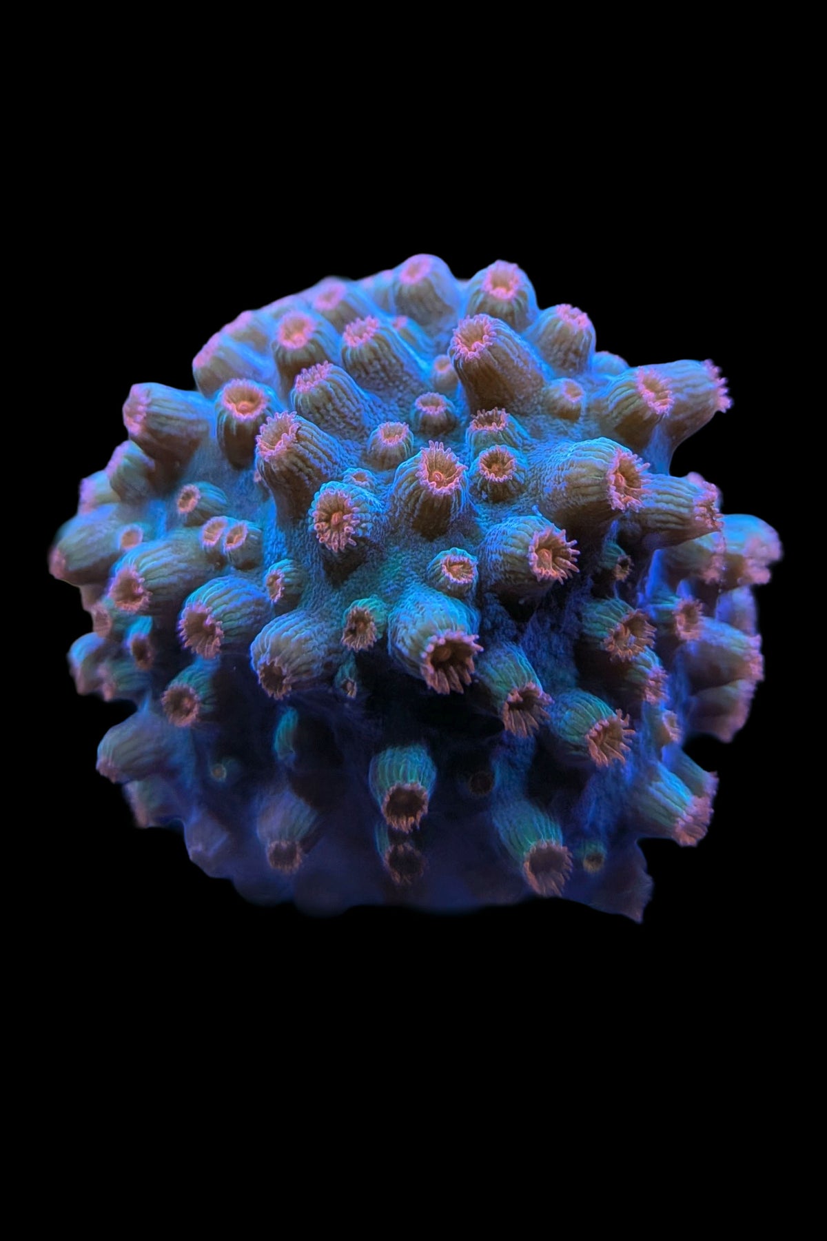 Meteor Shower Cyphastrea Coral