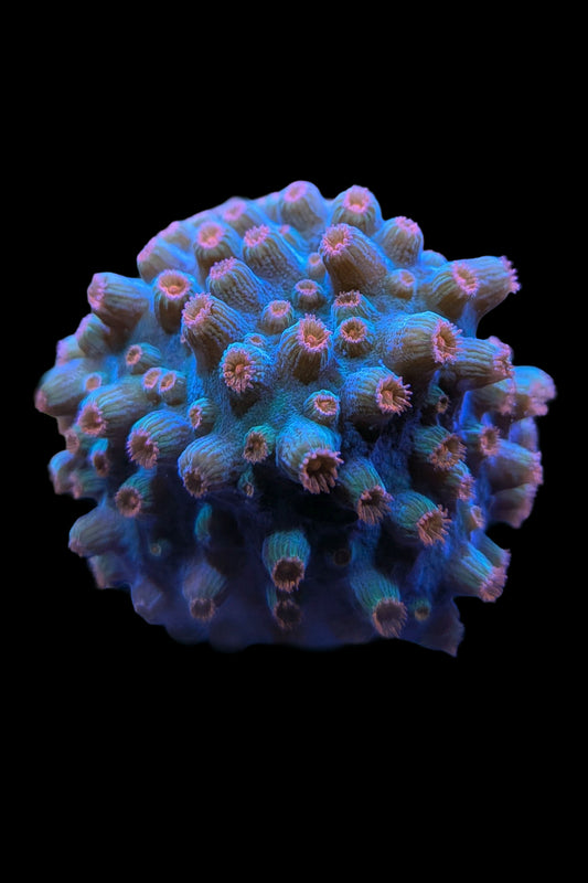 Meteor Shower Cyphastrea Coral