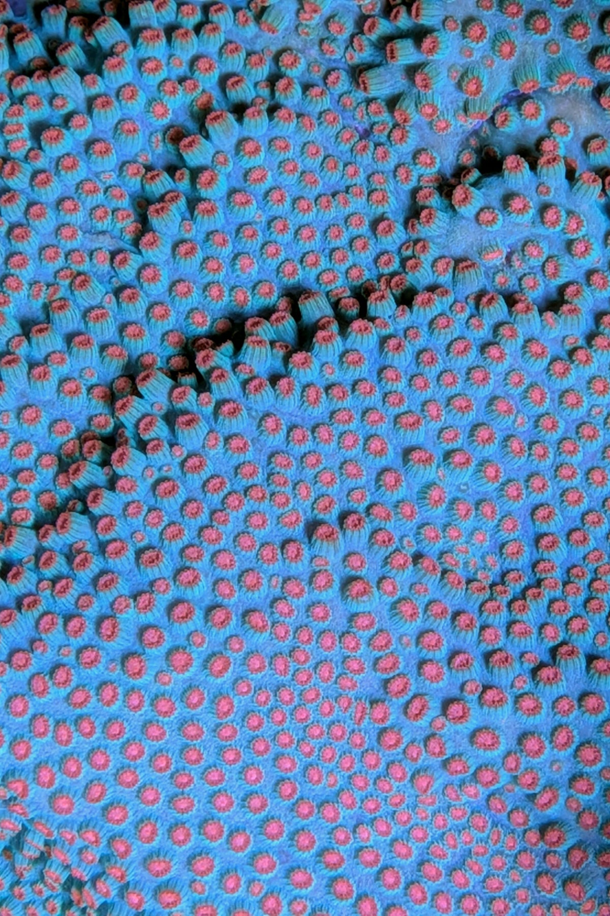 Meteor Shower Cyphastrea Coral
