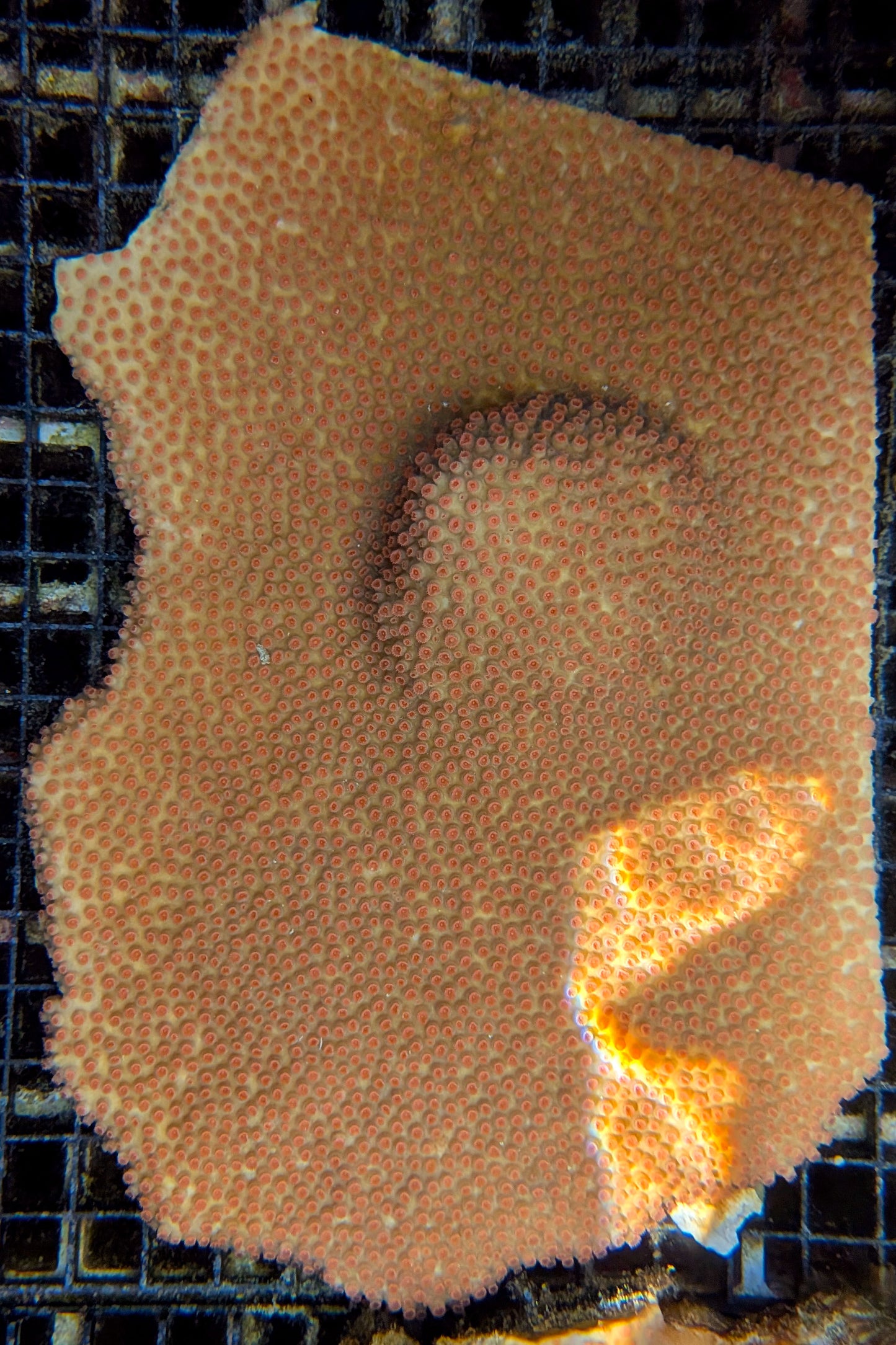 Meteor Shower Cyphastrea Coral