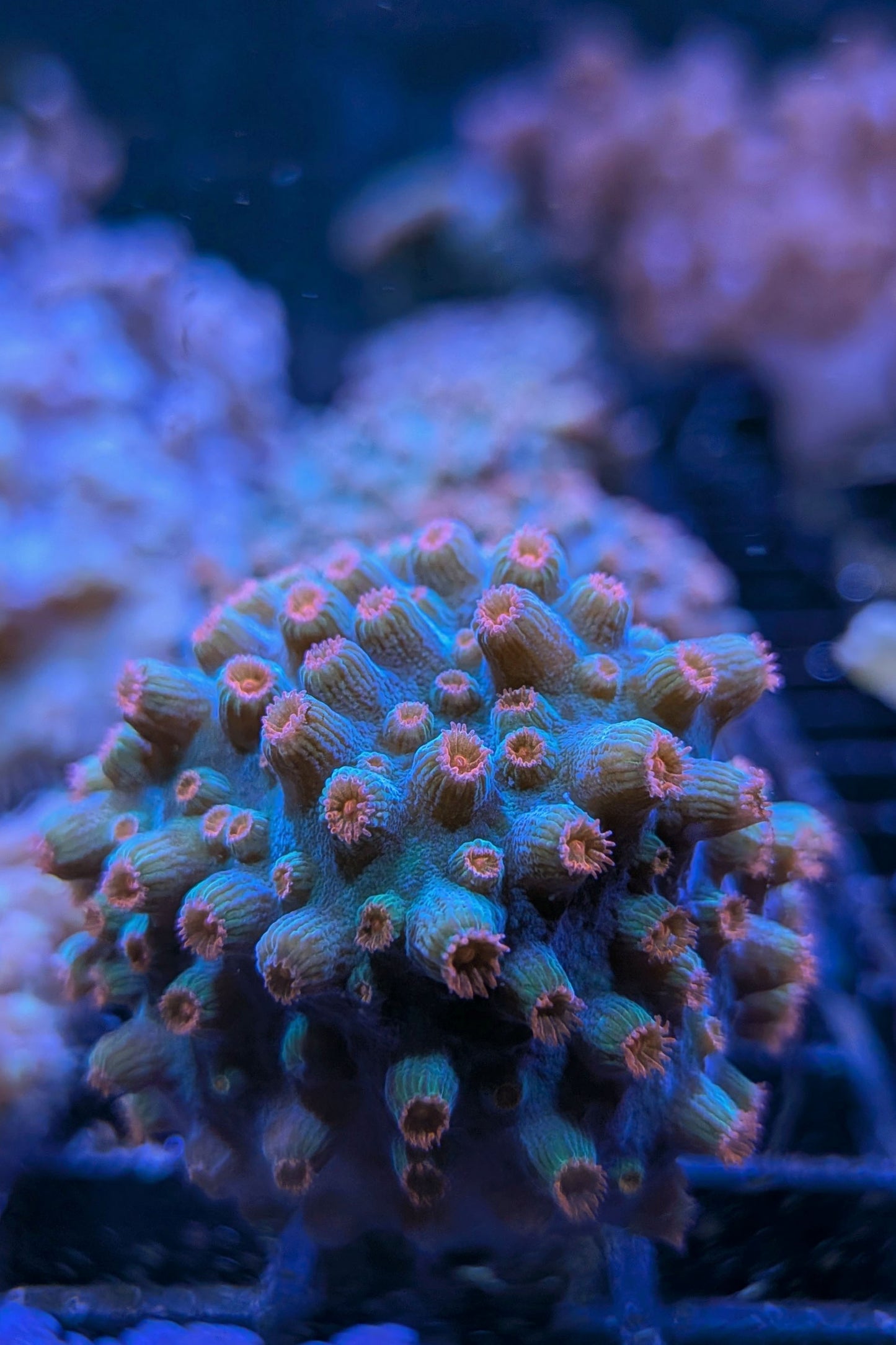 Meteor Shower Cyphastrea Coral