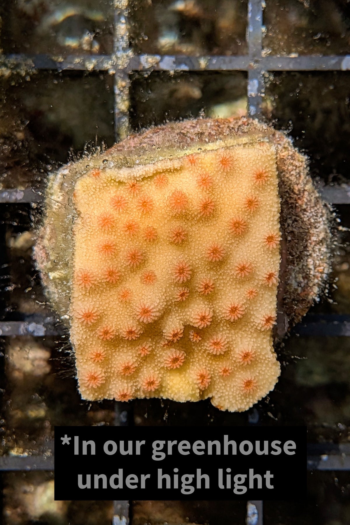 Meteor Shower Cyphastrea Coral