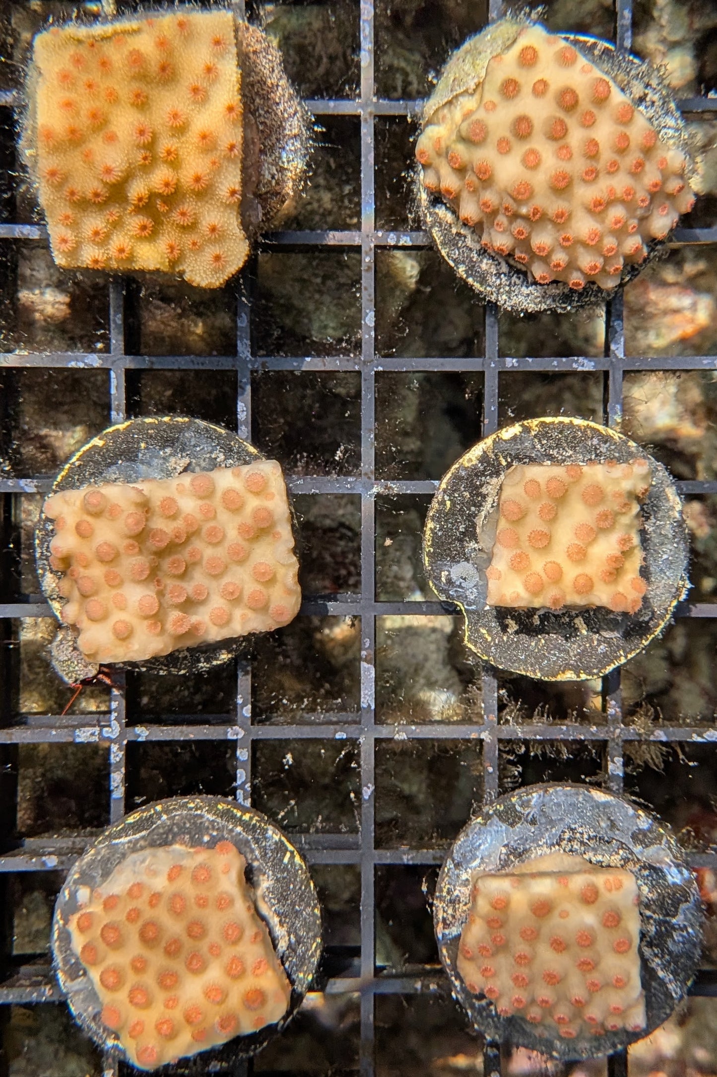 Meteor Shower Cyphastrea Coral