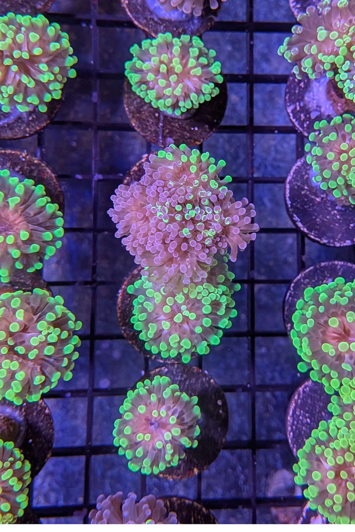 Bicolor Euphyllia Frogspawn Coral