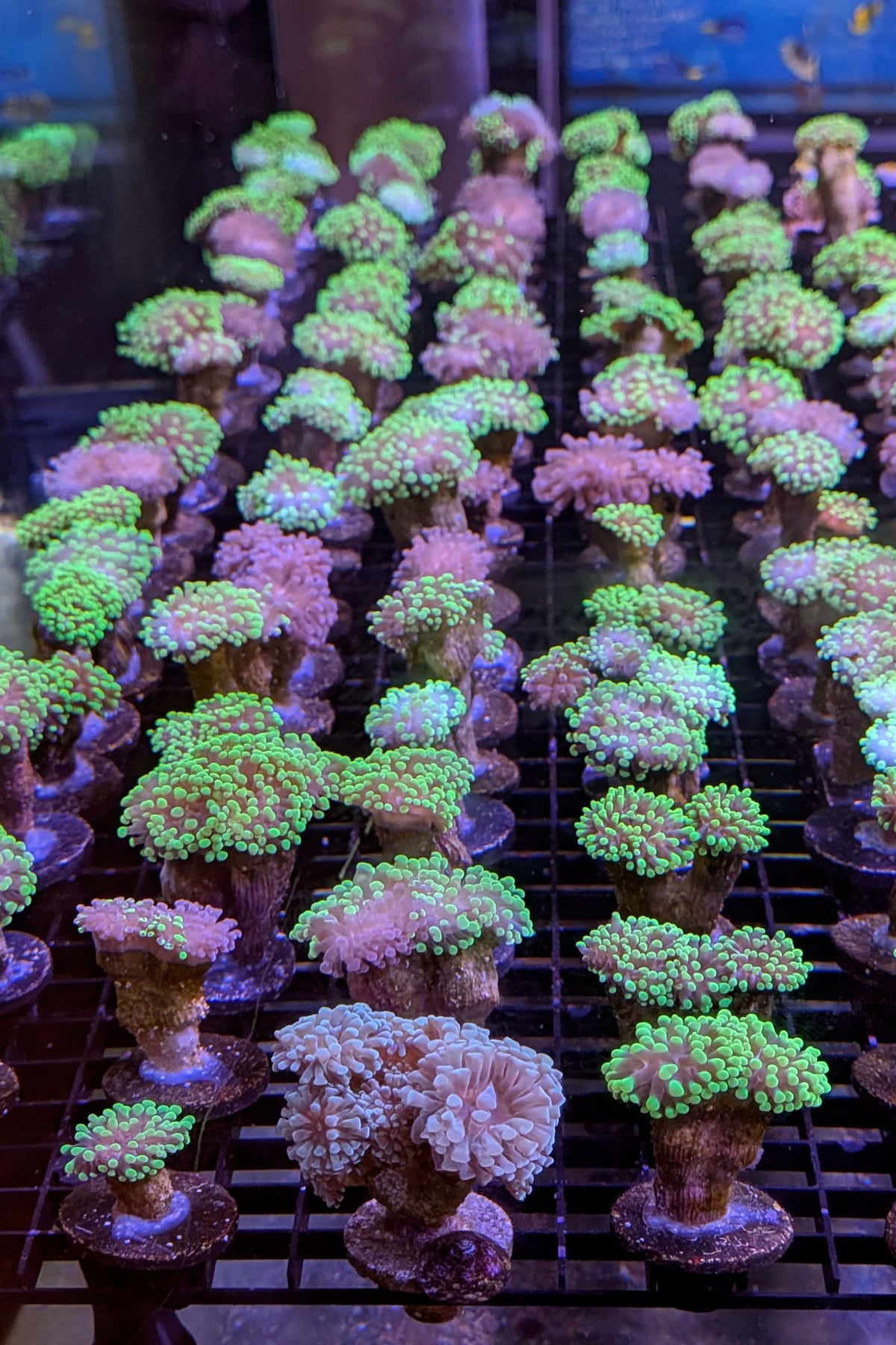 Bicolor Euphyllia Frogspawn Coral