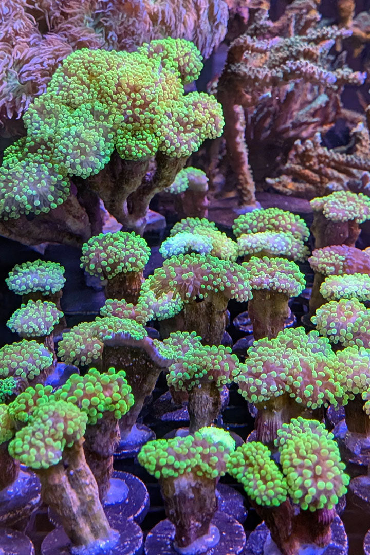 Bicolor Euphyllia Frogspawn Coral