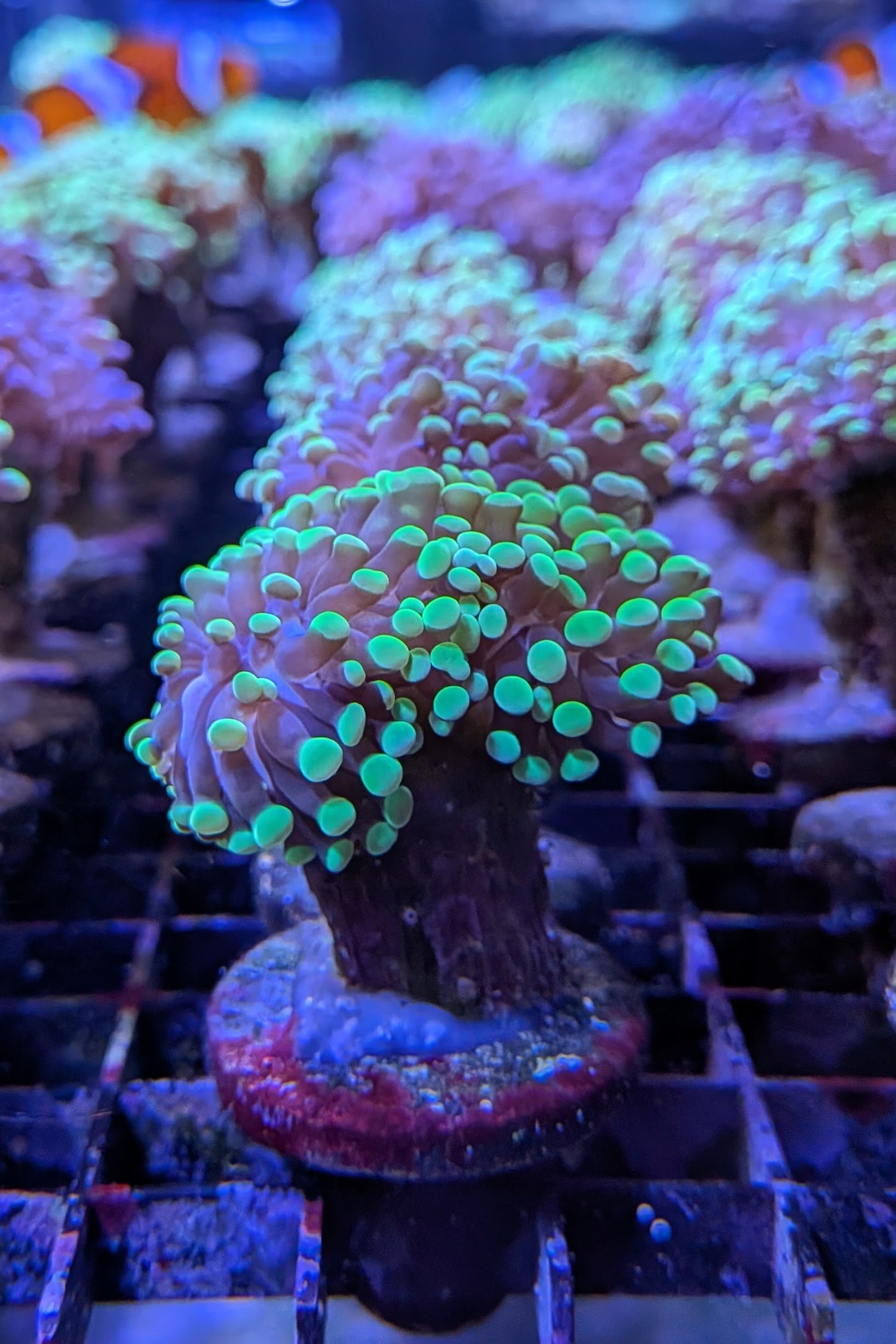 Bicolor Euphyllia Frogspawn Coral