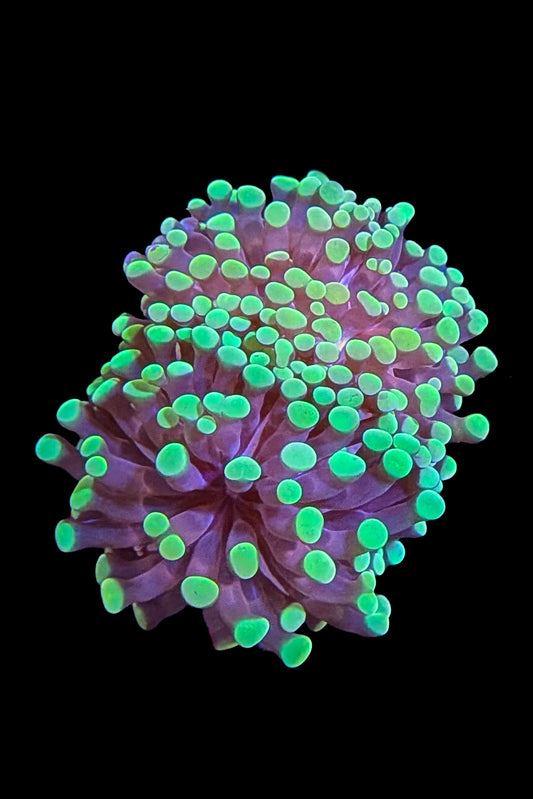 Bicolor Euphyllia Frogspawn Coral