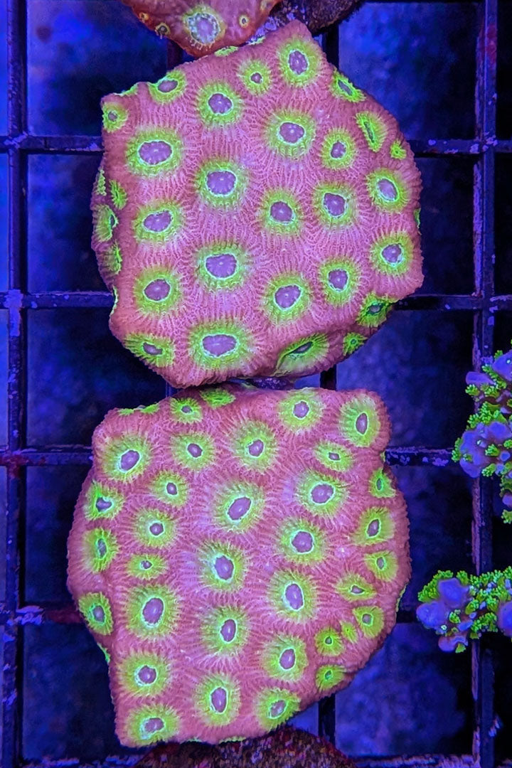 Flame Boi Favia Coral
