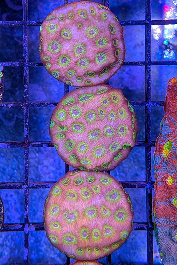 Flame Boi Favia Coral