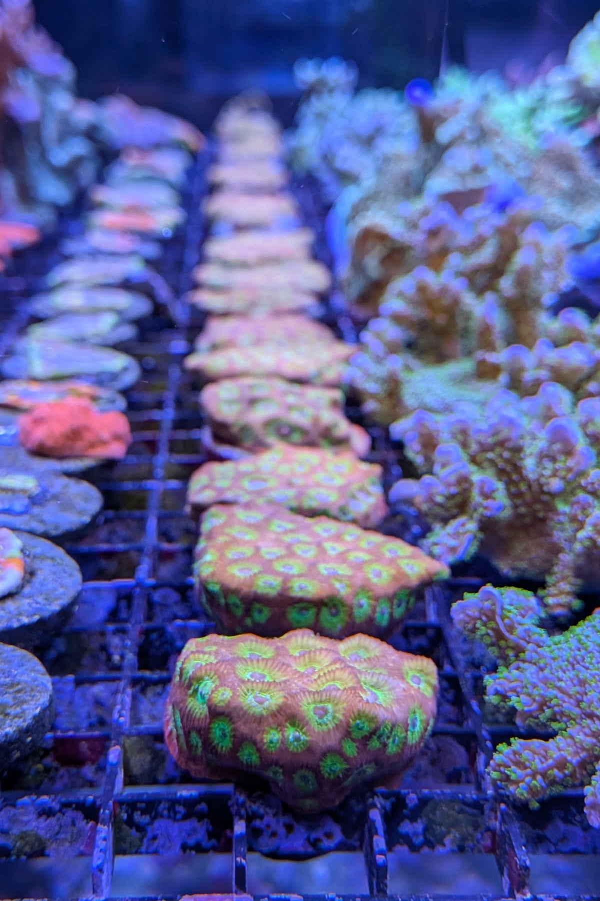 Flame Boi Favia Coral
