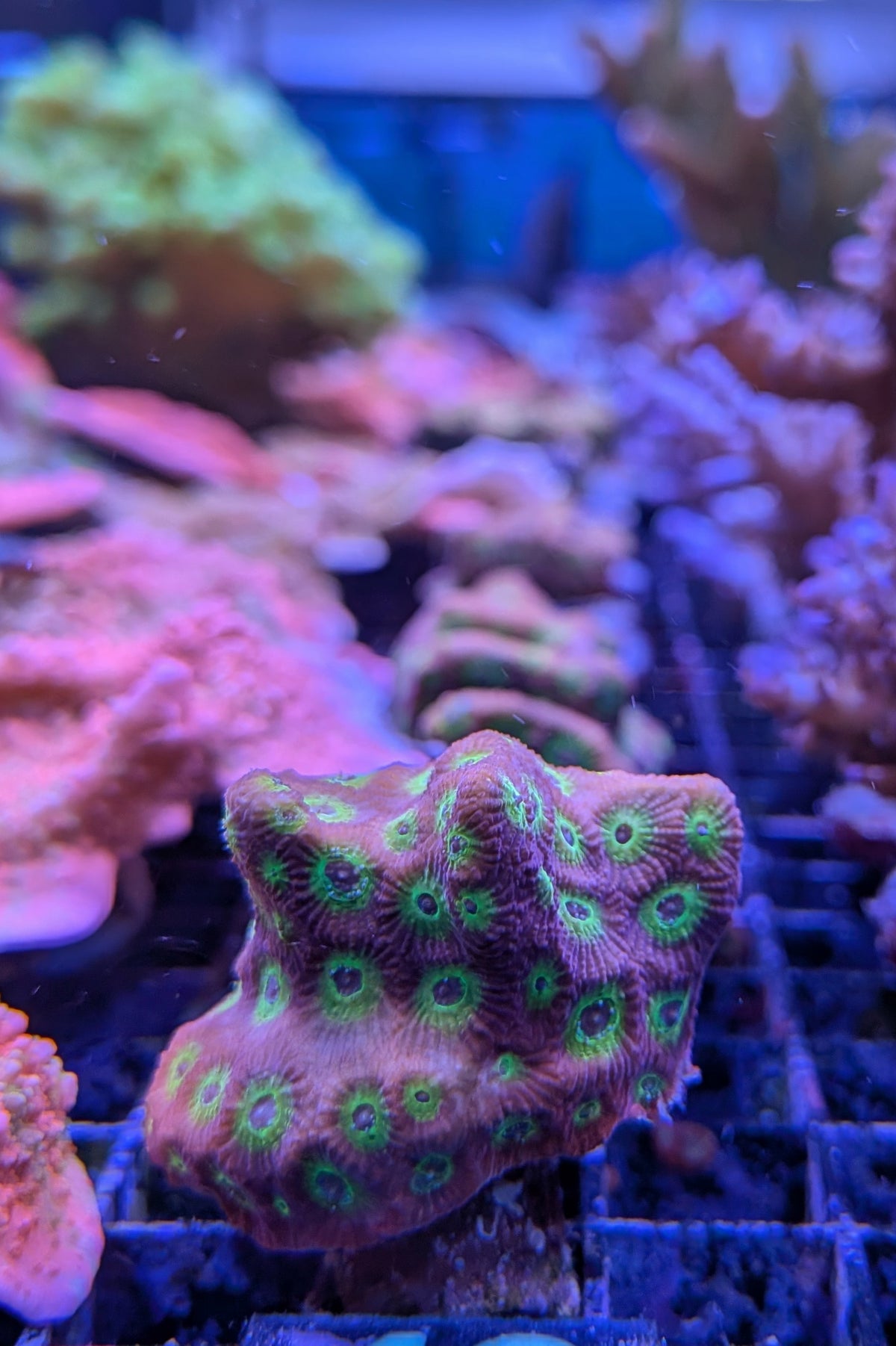 Flame Boi Favia Coral