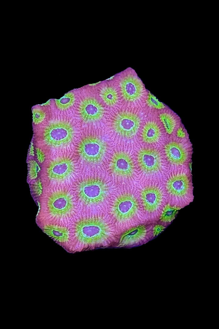 Flame Boi Favia Coral