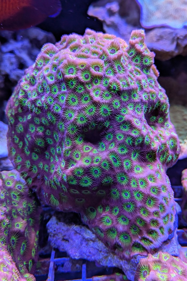 Flame Boi Favia Coral