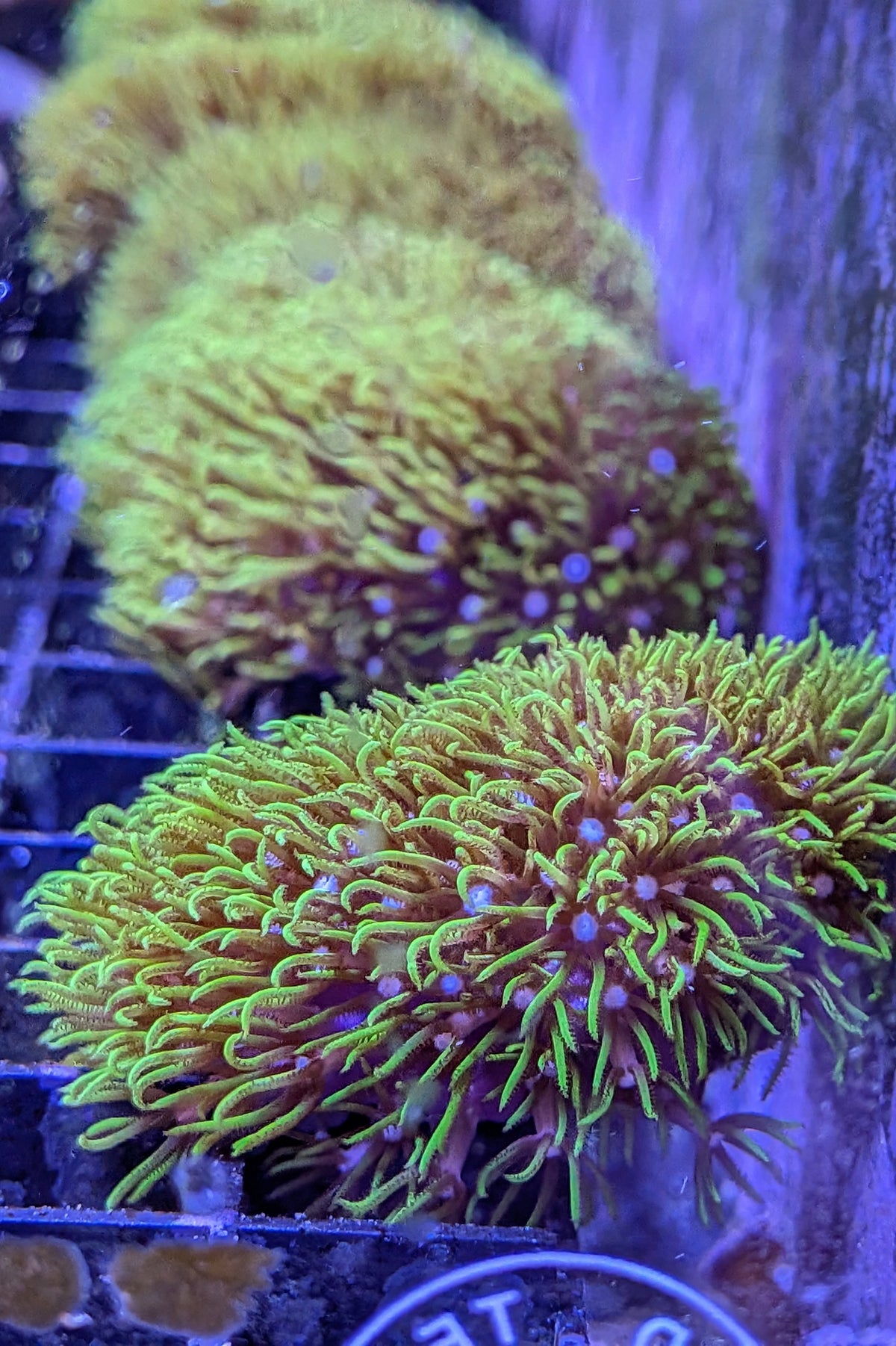 Green Star Polyp Coral