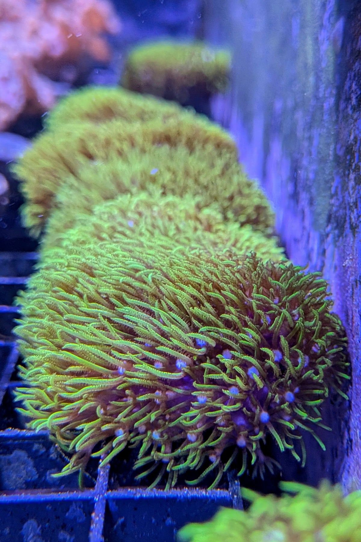 Green Star Polyp Coral