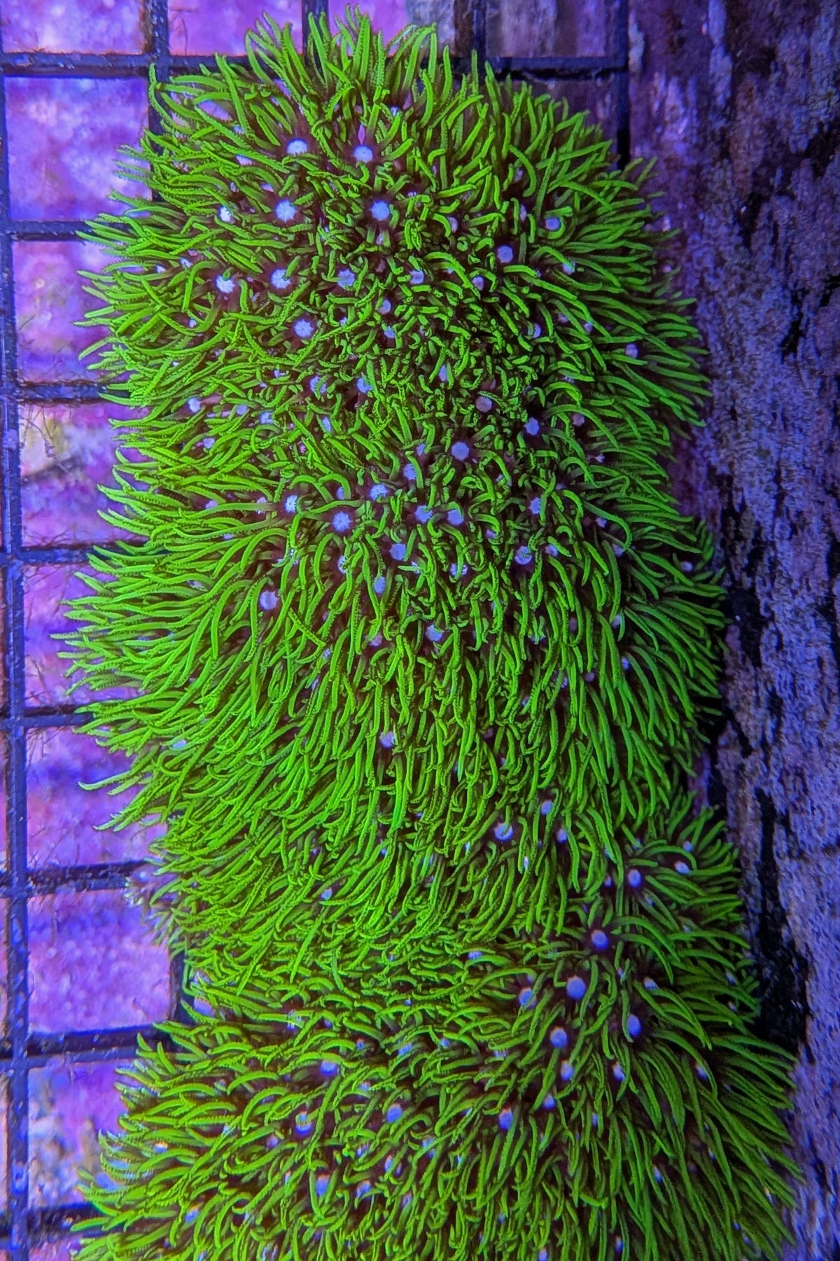 Green Star Polyp Coral