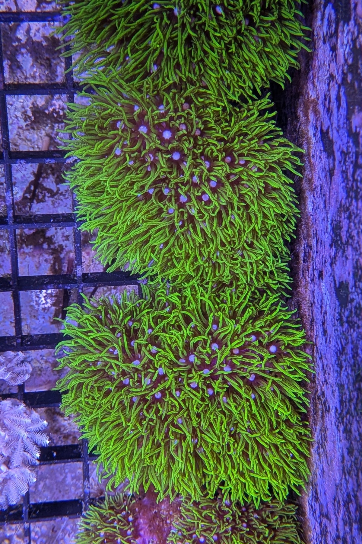 Green Star Polyp Coral