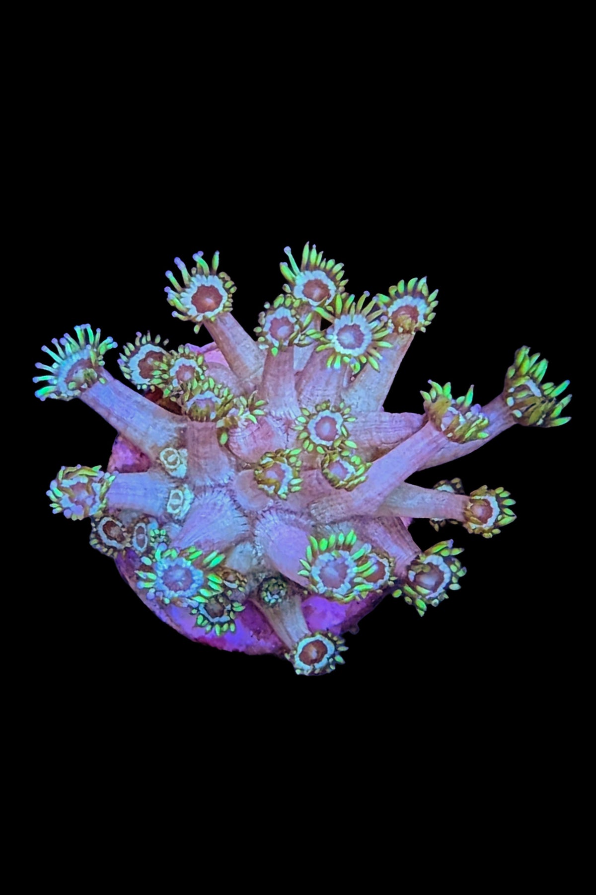 Marshall Island Goniopora