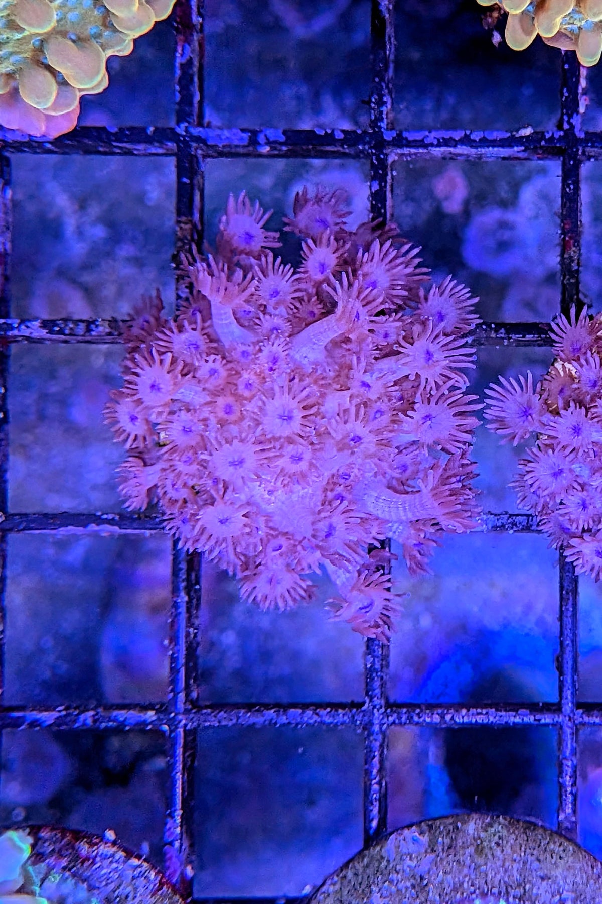 Red Goniopora Coral