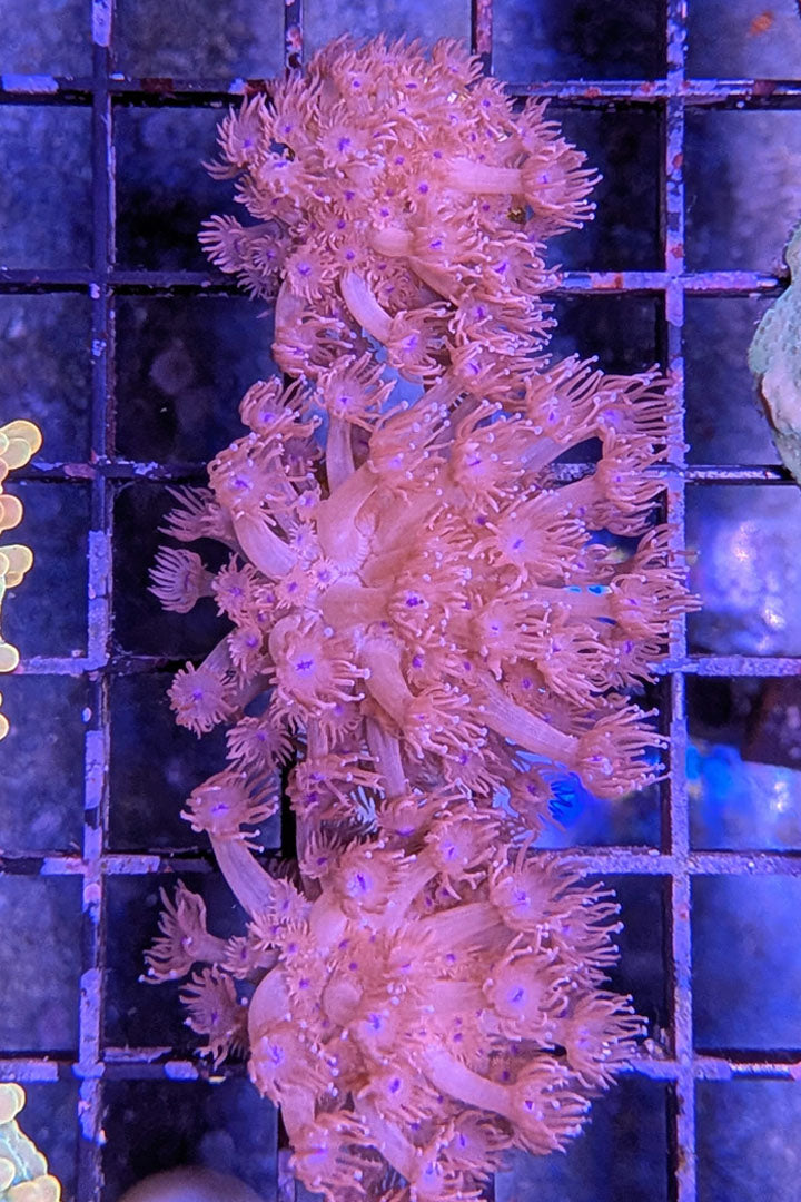 Red Goniopora Coral