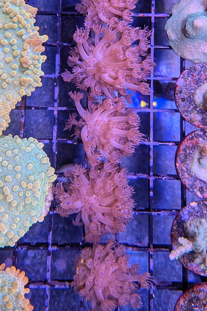 Red Goniopora Coral