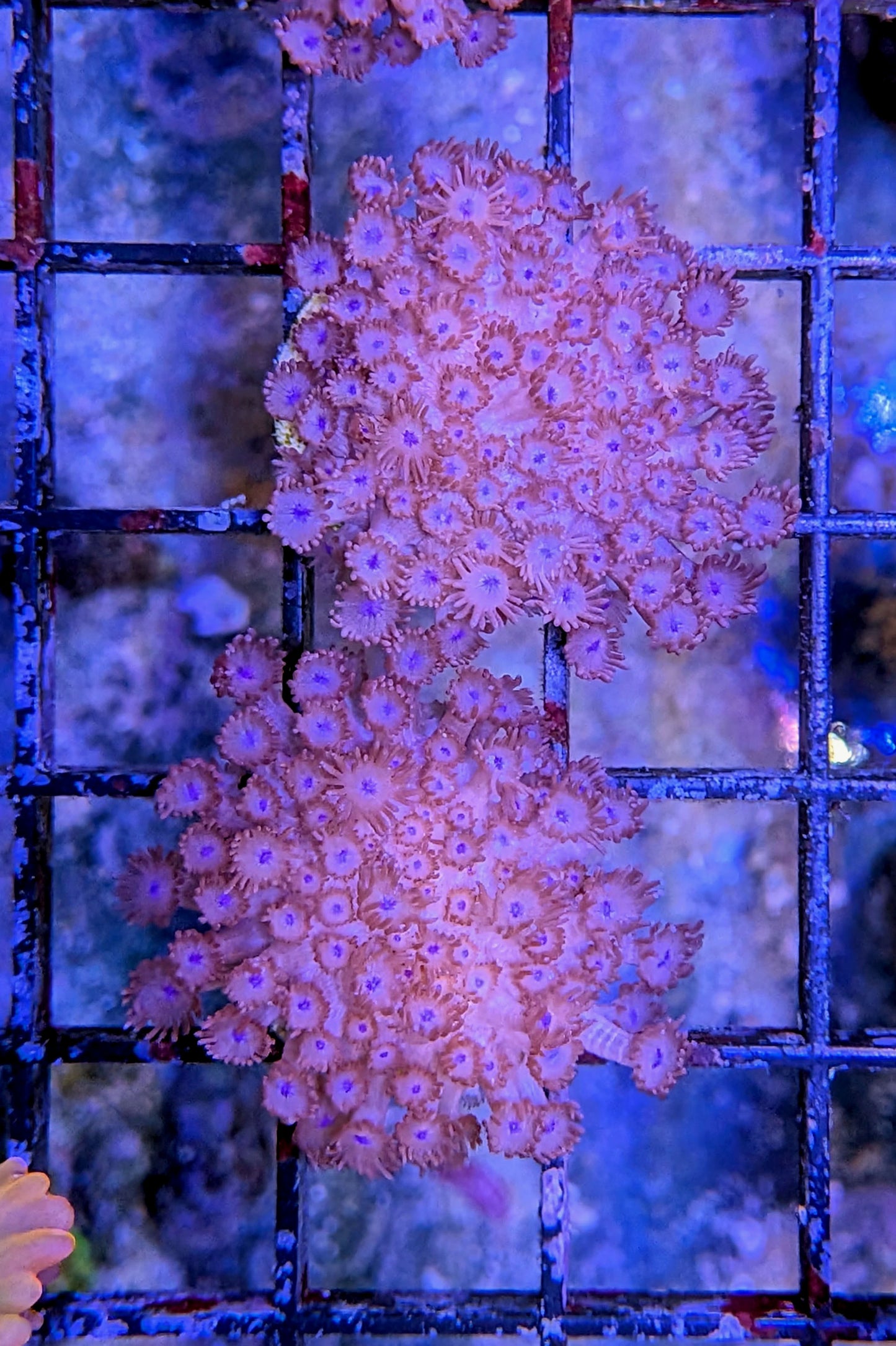 Red Goniopora Coral