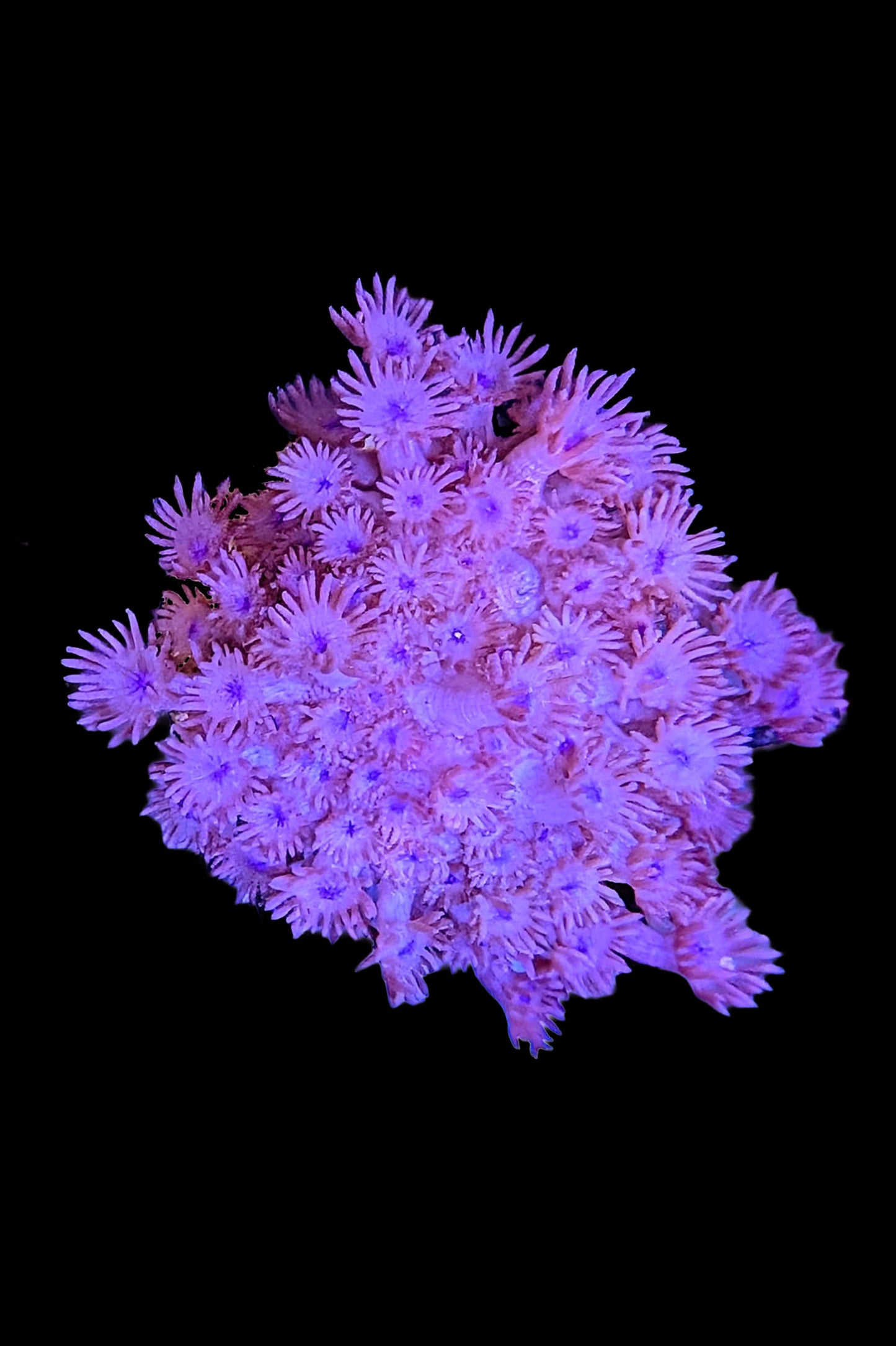 Red Goniopora Coral