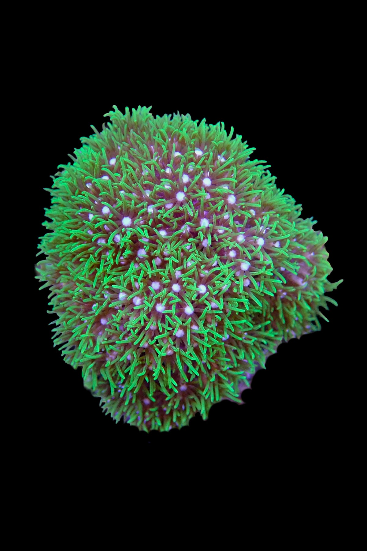 Green Star Polyp Coral